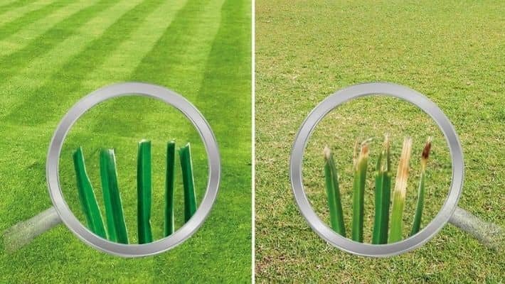 Do The Sharp Blades Of The Mower Make A Difference